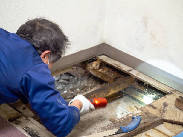 Best Mold Damage Repair  in Cedarburg, WI