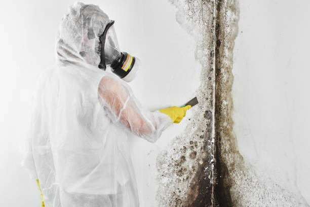 Best Certified Mold Removal  in Cedarburg, WI