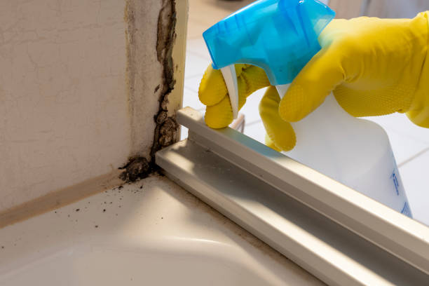 Best Residential Mold Removal  in Cedarburg, WI