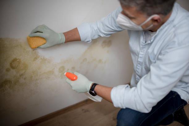 Best Certified Mold Removal  in Cedarburg, WI