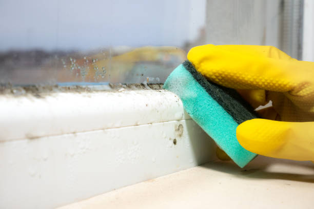 Best Office Mold Removal Services  in Cedarburg, WI