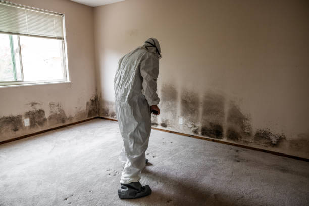 Best Toxic Mold Removal  in Cedarburg, WI