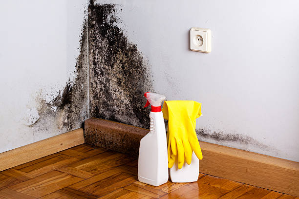 Certified Mold Removal in Cedarburg, WI